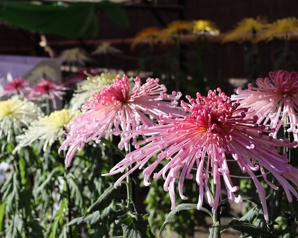 盆養（ぼんよう・三本仕立て）