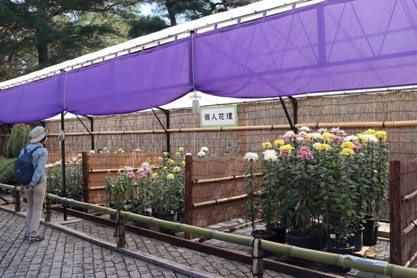 風情溢れる菊の作品にママパパもうっとり