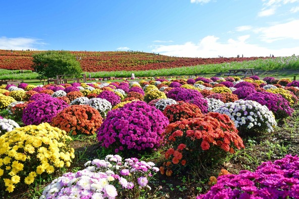 約1,100株の「マルチフローラ マム」。開花が進むと、濃くしっかりとした色あいになります