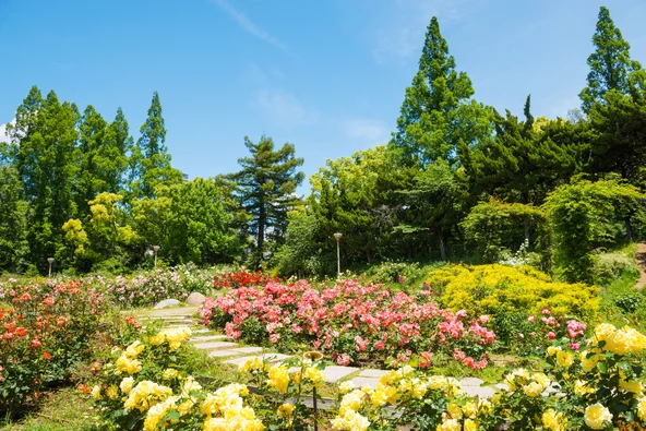 우츠보 공원 장미원 만개