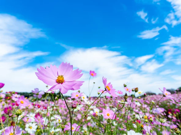 가을의 도래를 알리는 코스모스