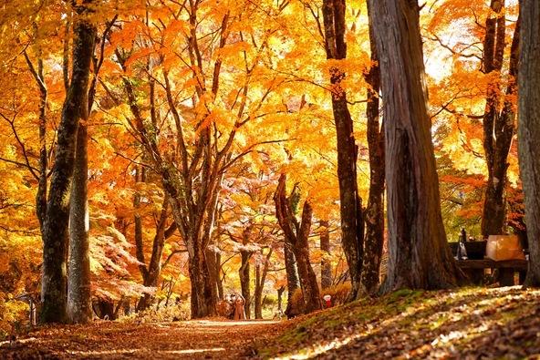 鮮やかに色づく木々に囲まれた秋の風景に感動すること間違いなし！