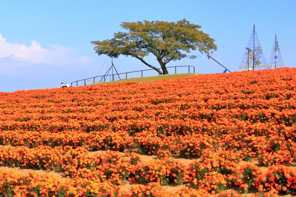 丘一面をオレンジ色に染める「マリーゴールド」（画像提供：ちくわ / PIXTA）