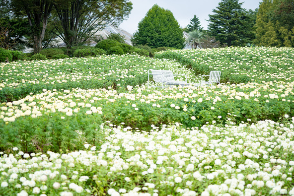 珍しい白いマリーゴールドも開花♪