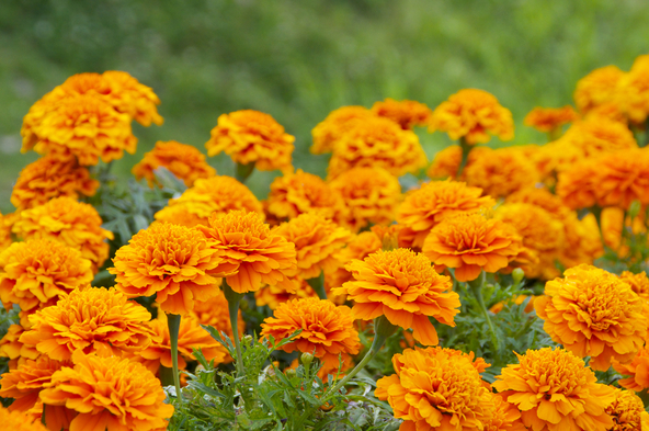 満開のマリーゴールド（画像提供：studio SAKUAO / PIXTA）