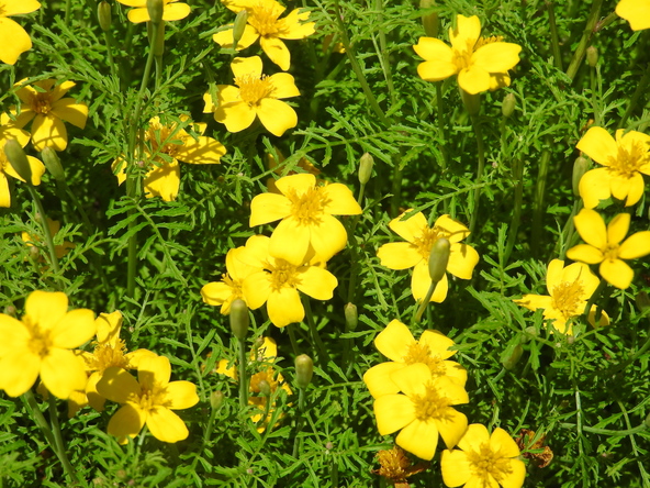 レモンのような柑橘系の香りがするため、料理にも使用される「レモンジェム」（画像提供：zero / PIXTA）