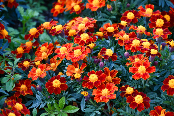 フレンチ系の代表的な品種「ディスコレッド」。赤色の花びらに黄色の花芯が特徴です（画像提供：maaagram / PIXTA）