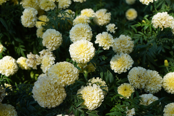 黄色やオレンジのほか、乳白色の品種もあります（画像提供：シロネ / PIXTA）