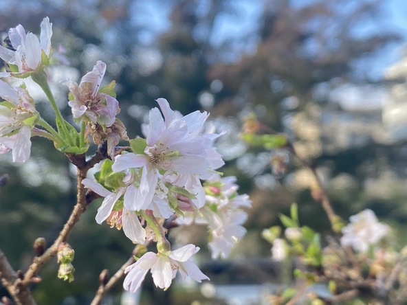 「飛鳥山公園」に咲いていた十月桜（2024年11月中旬、編集部撮影）