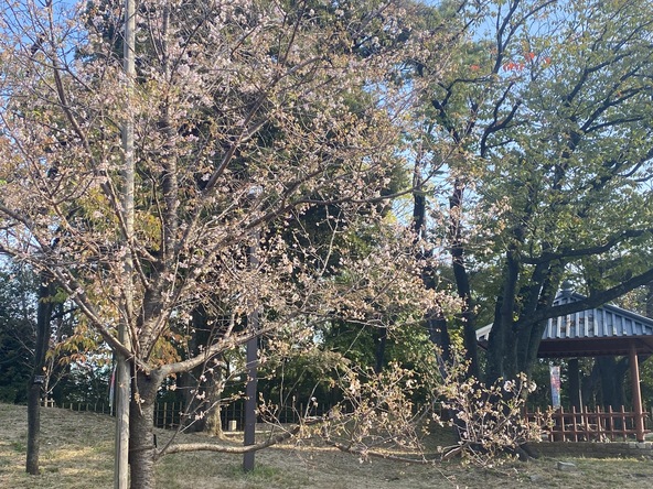 春の華やかさとは異なり、どことなく儚げな姿が魅力（2024年11月中旬、編集部撮影）