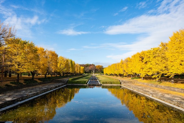 カナールイチョウ並木（2024年撮影）