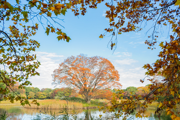 水鳥の池（2024年撮影）
