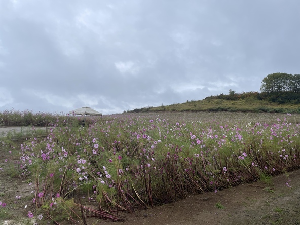 2025年10月28日の様子