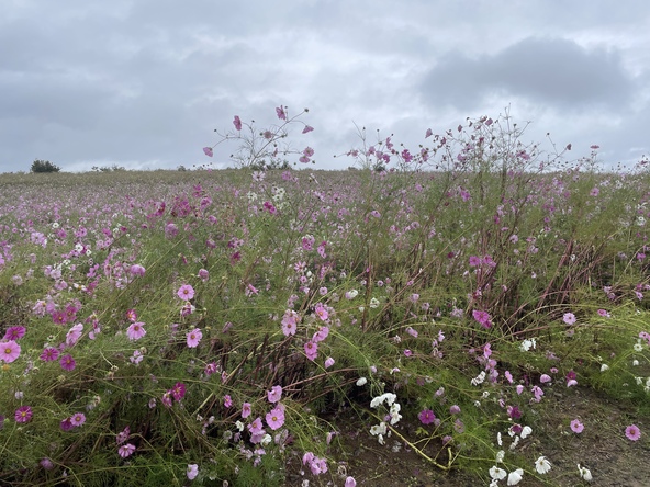 2025年10月28日の様子