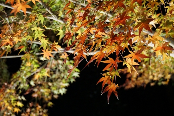 11月下旬に見頃を迎える予定の紅葉もライトアップ