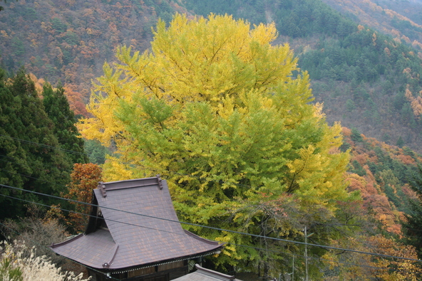 逆さ銀杏（画像提供：大鹿村）