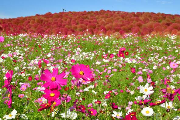 「みはらしの丘」を秋の花々が彩ります