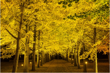 夜空に浮かび上がるイチョウのライトアップ
