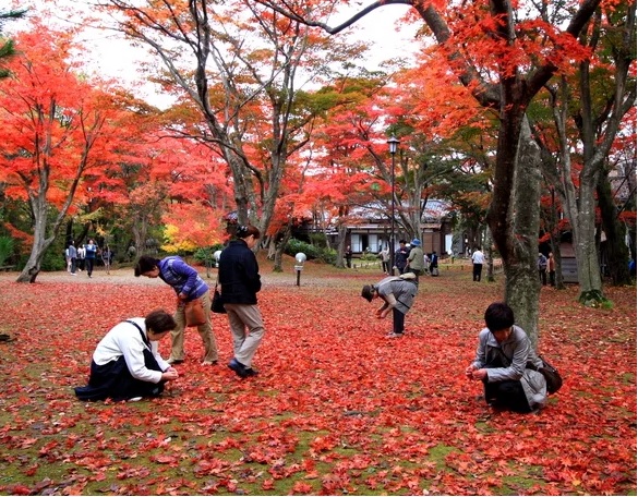 きれいな葉を親子で一緒に集めるのも楽しそうですね（画像提供：長岡市）
