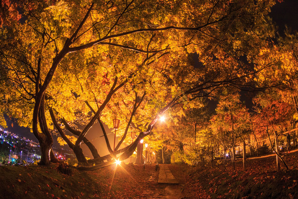 ライトアップ時の様子（画像提供：長岡市）