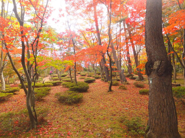 紅葉シーズンの「松雲山荘」（画像提供：柏崎市）