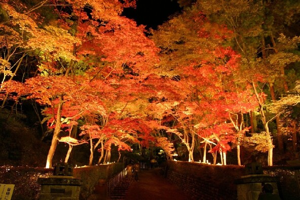 光に照らされ暗闇に浮かび上がる紅葉（画像提供：柏崎市）