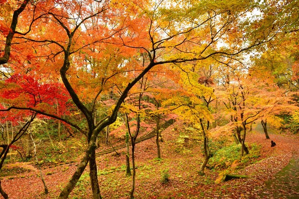 紅葉真っ盛りの頃の「弥彦公園 もみじ谷」（画像提供UI_forever / PIXTA）