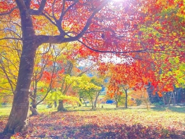約600本のモミジが彩る秋の里山