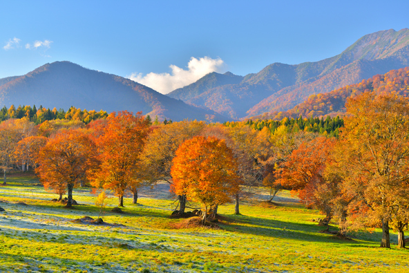 紅葉シーズンの「笹ヶ峰牧場」（画像提供：天山 / PIXTA）