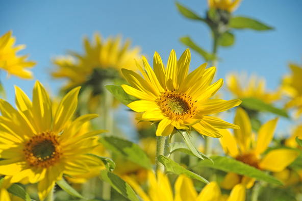 小さくて可愛い品種です