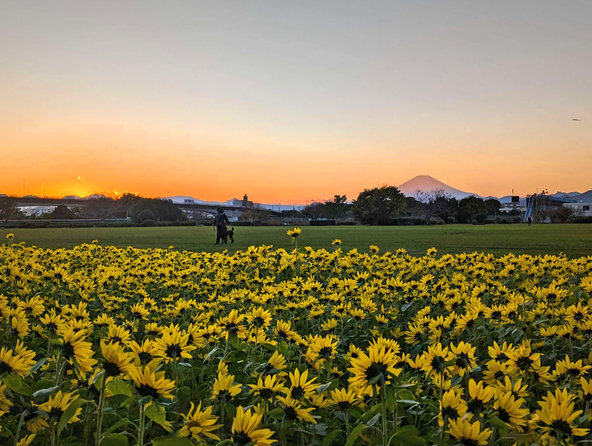 向日葵畑の向こうに富士山が