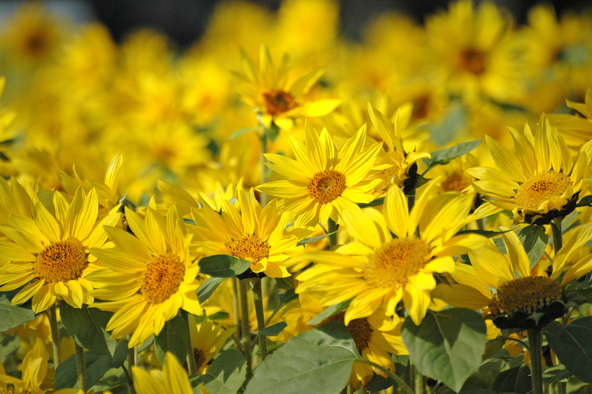 小ぶりながらも力強く咲く「冬のひまわり」