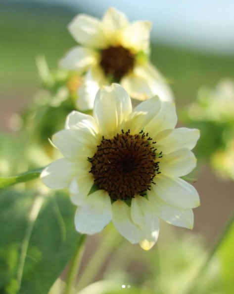 新しい主役「白い向日葵」（画像提供：アイリスの丘）