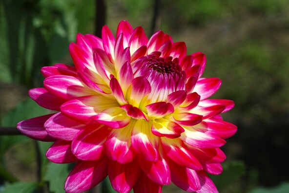 カラフルなダリアも咲き誇ります（Jデップ／PIXTA）