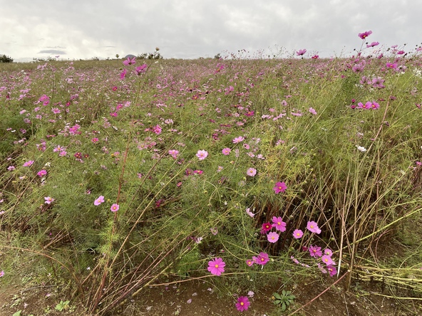 2025年10月31日の様子