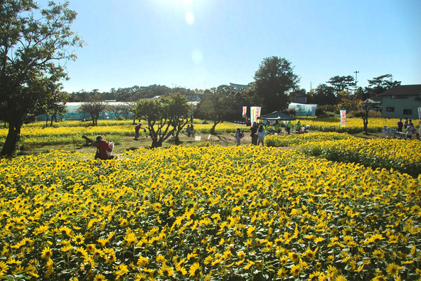見晴台から眺める「冬のひまわり」畑。澄んだ空気の中で、鮮やかな黄色がよりいっそう輝きます