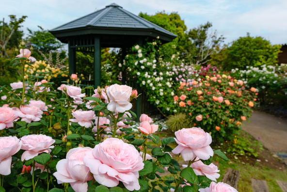 「花菜ガーデン」に咲くバラ（画像提供：Enao-kagari / PIXTA）※春バラ開花時の様子