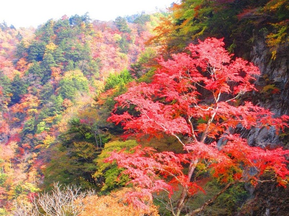 持桶トンネル手前にある「持桶女郎モミジ」の紅色は特に印象的