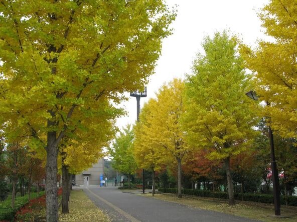 「鶴ヶ島運動公園」のイチョウ並木（画像提供：鶴ヶ島市）