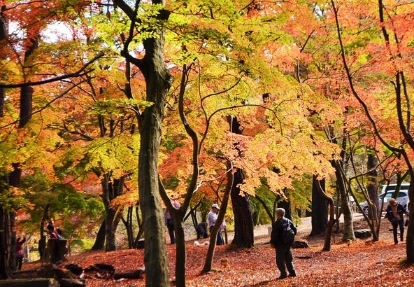 つい立ち止まって見上げたくなります（画像提供：長瀞町観光協会）