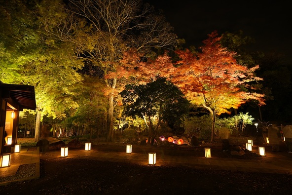 ライトアップ過去開催の様子