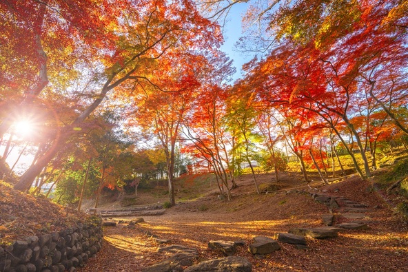 紅葉の時季になると、園内が赤く染め上がります