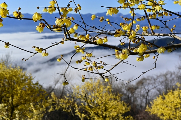「宝登山ロウバイ園」から雲海と山々を一望！（画像提供：はすまん / PIXTA）