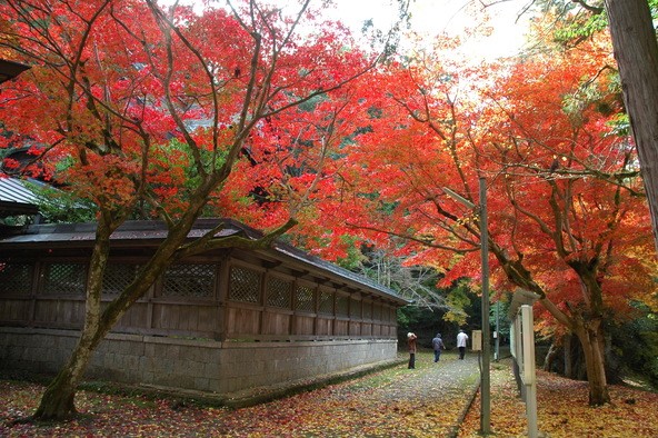 提供：やぶ市観光協会