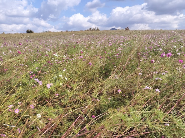 2025年11月7日の様子