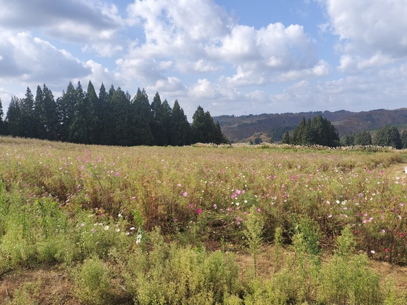 2025年11月7日の様子