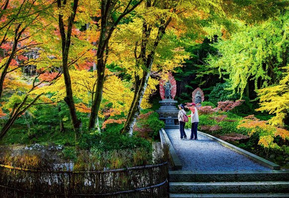 四季の変化が美しい山内は、秋になると杉の大木やブナ、カエデにおおわれます