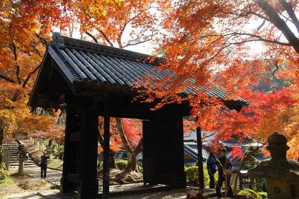 「黒門」と紅葉したカエデのコントラストは訪れた人を魅了します