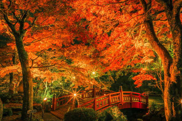 紅葉ライトアップの様子　（画像提供：熱海市観光協会）