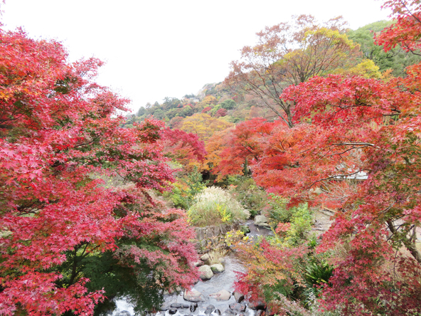 紅葉シーズンの「熱海梅園」　（画像提供：熱海市観光協会）
